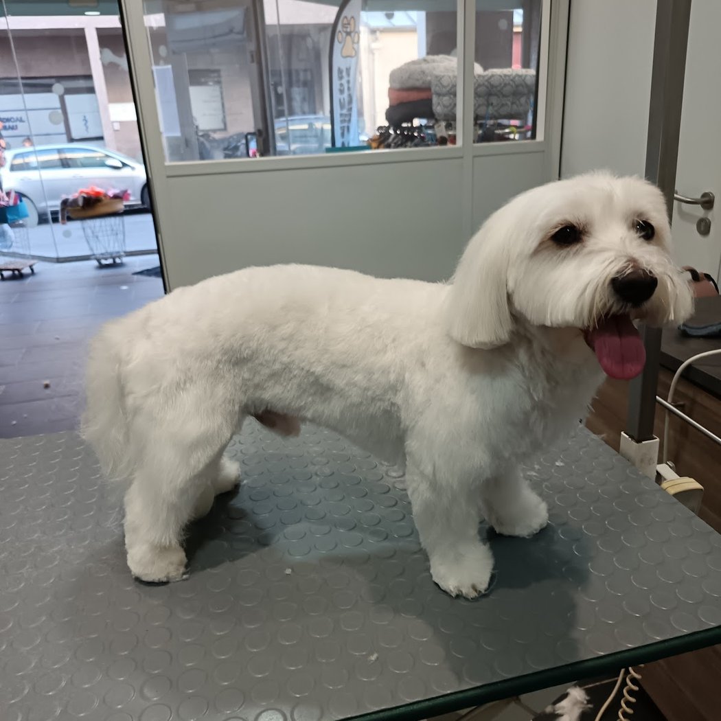 O Bonheur Des Chiens 2